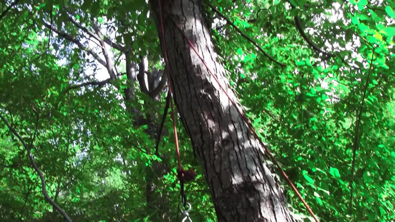 Fetish Bear : Male Mode: Giovane Sadico Frusta Un Vecchio Porco Legato Nel Bosco.