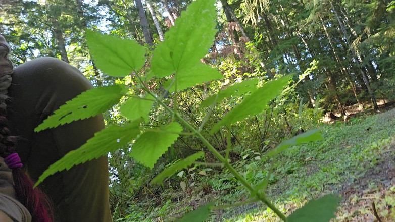 Nerdy_faery: Hiker pinkelt auf einen baumstamm