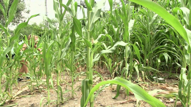 DARING - ORRANGE MEDIA: Adegan seks berkualiti tinggi - berani! - Awek Summer Sins Bahagian lembut #3