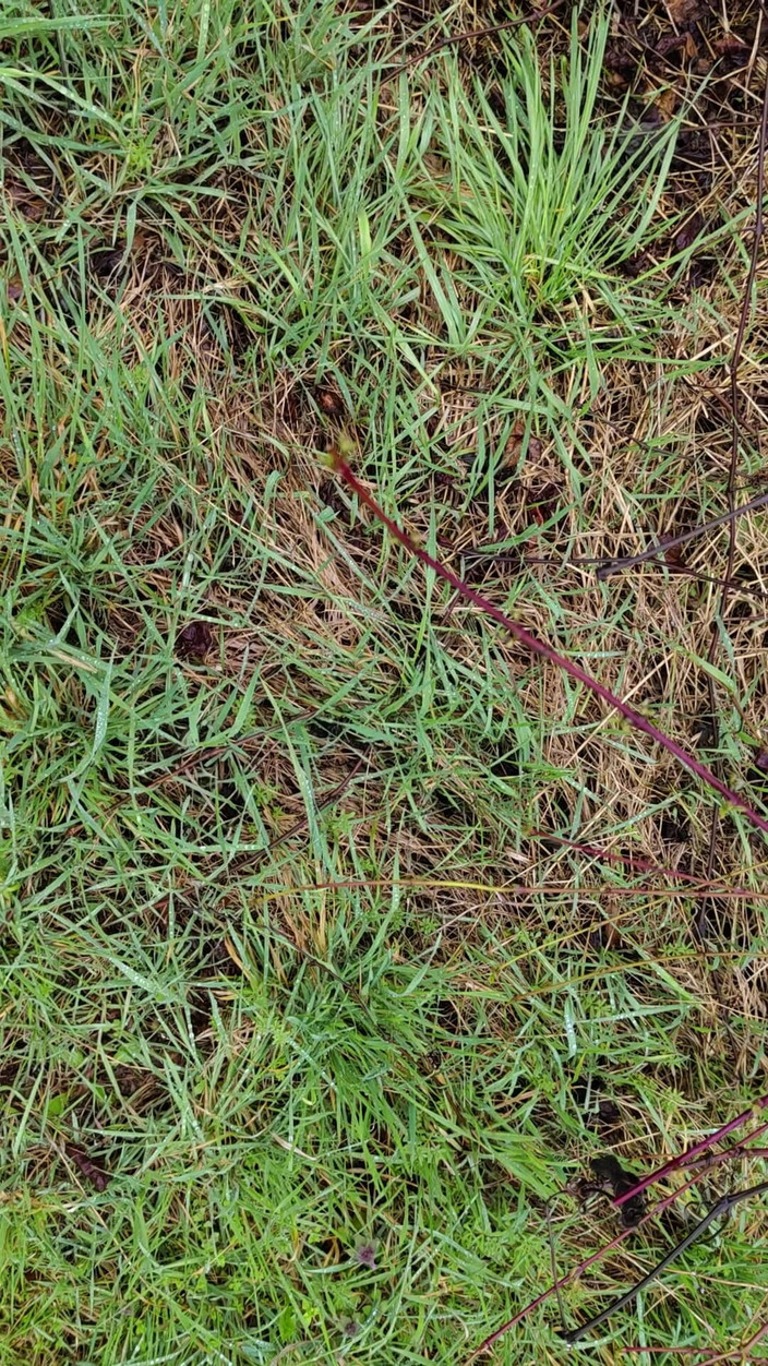 Bayer911: Kencing luar dalam Hujan