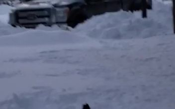 What Do You Do When It Snows