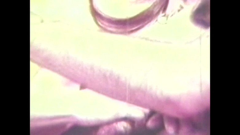 Vintage megastore: 肮脏的猪