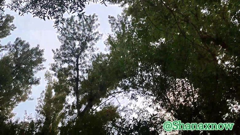 Shanaxnow: Shana Croft Rescue &amp; Blowjob Alfxnow