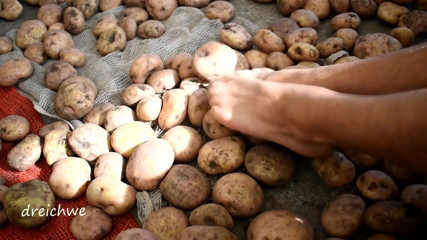 Dreichwe: Leckere kartoffeln mit den füßen berühren