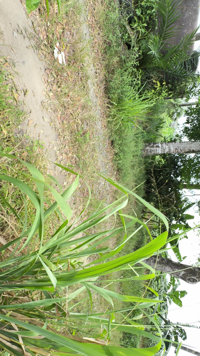 EMY_AND_JONH: コロンビアの農民女性が自宅の外で自慰行為をし、近所の人に見られるように