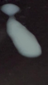 What Does Sperm Experience in Slow Motion?