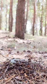 Piss in Forest