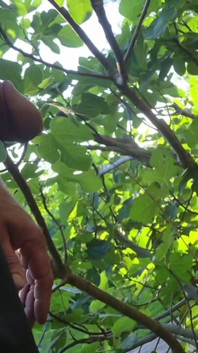 Outdoor Piss