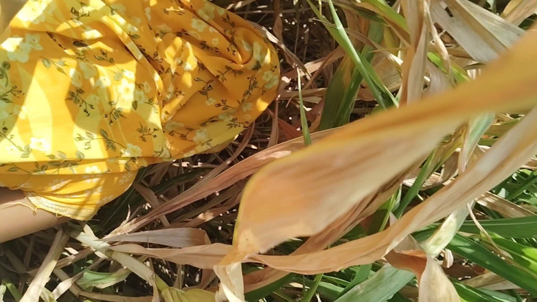TinnyWatch1: I Fucked My Sister in Law in the Corn Field