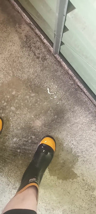 Pissing on Steel Toe Black Rubber Wellies