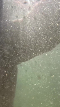 Scopa golden doccia piscio leccata di culo sborrata facciale in acqua torbida