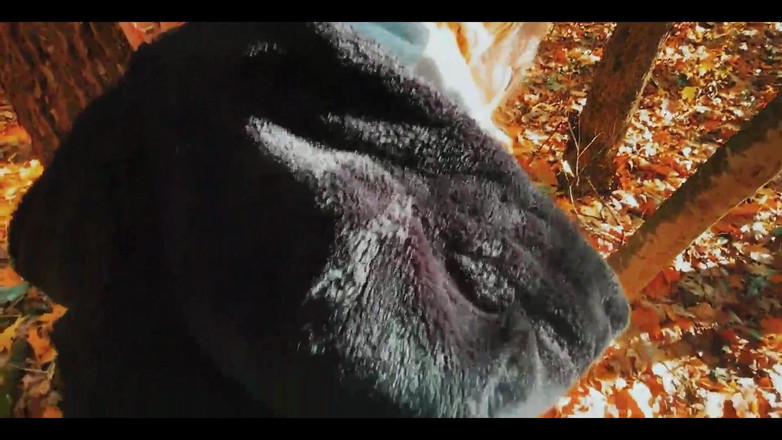 SweetAndFlow: Ošukal krásku s velkým zadkem v lese při chůzi