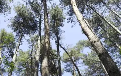 Mesmeriza Forest Walk