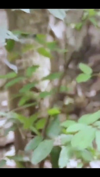 Safada Africana Gordinha Fez Sexo Com Seu Marido Motorista - Bush Hardcore De Quatro