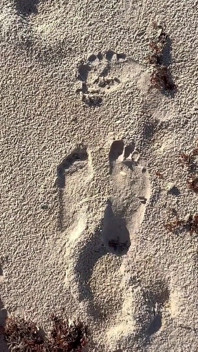 16 feet boyutunu plajda kum baskılarıyla karşılaştırıyor