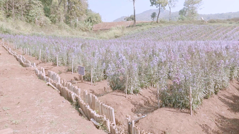 18_honey: holide vlog chiang mai thailaind Mon jodd Plblic seks
