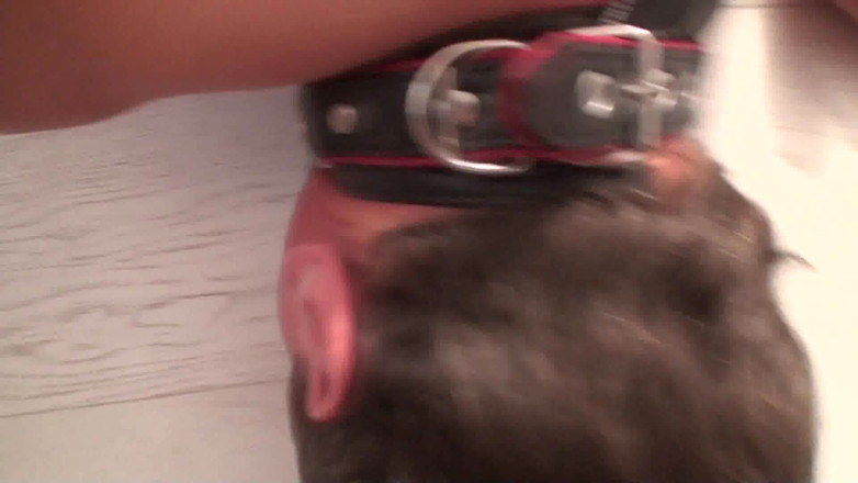 Femdom Sex: Une esclave cocu se fait humilier et doit lécher le...