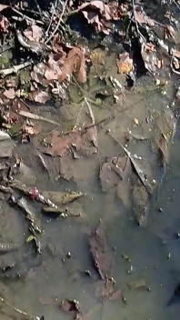 Mud Fun in Rubber Camo Wellies