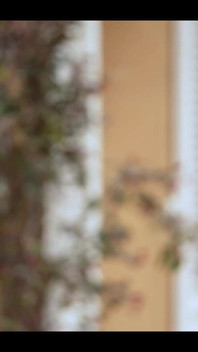 Swame Evi, Fransız Porno Gerçekliği