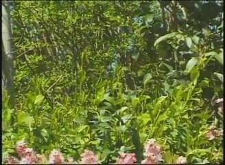 American Idol X: Vintage lesbian dildo playing in the garden