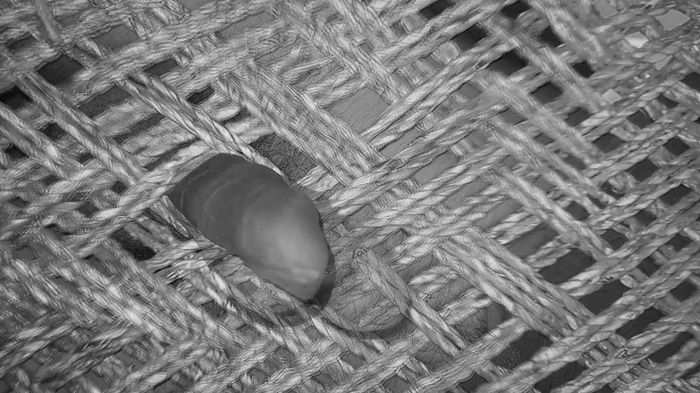 Desi_Porn_India: 火辣印度同性恋射精合集视频。