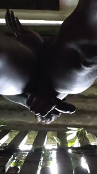 Jerking, Cumming and Playing with My Body