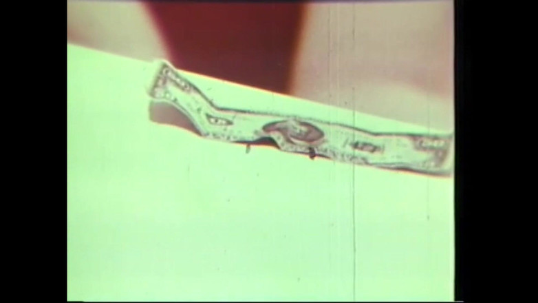 Vintage Usa: 历史猫