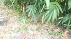 Zion: 011 Juli Merah N Blackie Outdoor.mp4