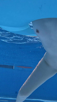 水中で