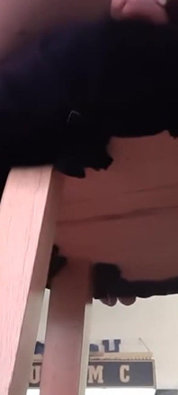 Il TRAV si piega sul poggiabar