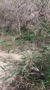 Oma Sucht Liebhaber Nackt Im Wald!