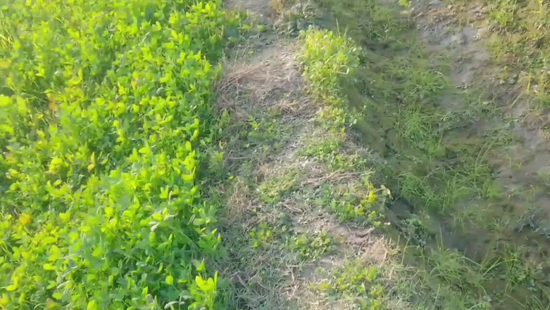 Abida pavreen: 畑で彼女の尻を犯し始め、誰かが上から来て、それから私は去った