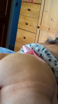 Nyambuk kitty
