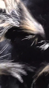 Ejaculation Training: Sniffing and Cumming on a Fur Scarf, Lady Victoria Valente