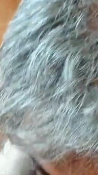 Sucking a Very Old Cock