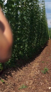 Nell'agricoltura ceca