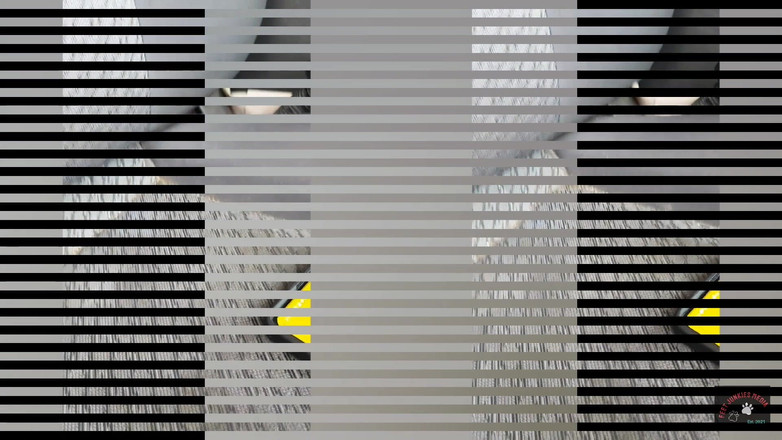 Foot Patrol: Mz Jersey are picioarele ei mature de negresă linse n...