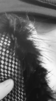 Présentation Echos Gris