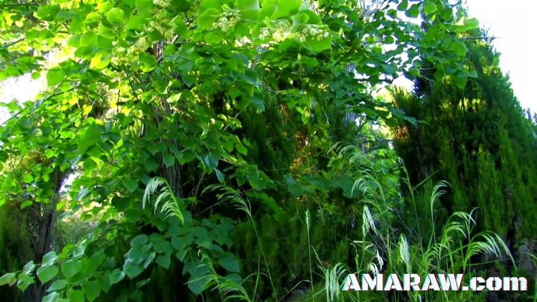 Amaraw: Seks berkumpulan dengan Damaris dan Nancy Hot di luar rumah...