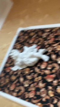 Erotica