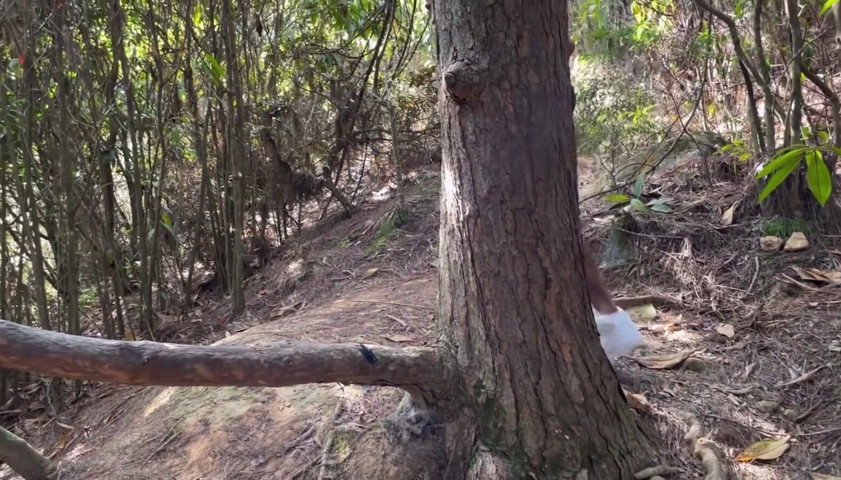 A Curious Heterosexual Boy Saw Me Masturbate in the Forest and We Ended up Fucking (Vergara daviid)