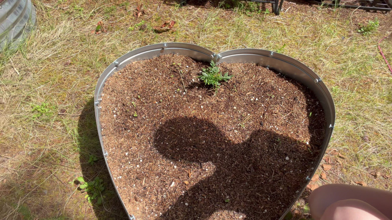 Destination Kat: More Greenhouse Work
