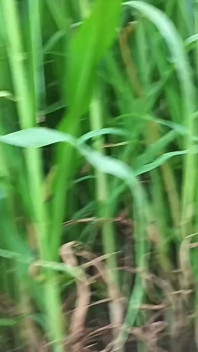 Best Blojobe and Outdoor Anal Sex Video Desi Bhabhi Indian