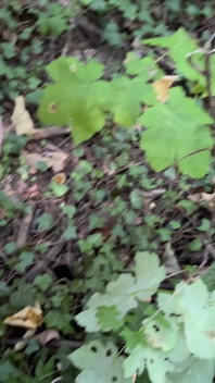 La matrigna se la sta andando bene nella foresta