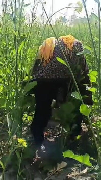 Village Desi Bhabhi Fucked in Mustard Field in Doggy Style. Outdoor Sex Desi Bhabhi with Dewar