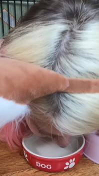 Cute Pet Girl Drink From Her Bowl