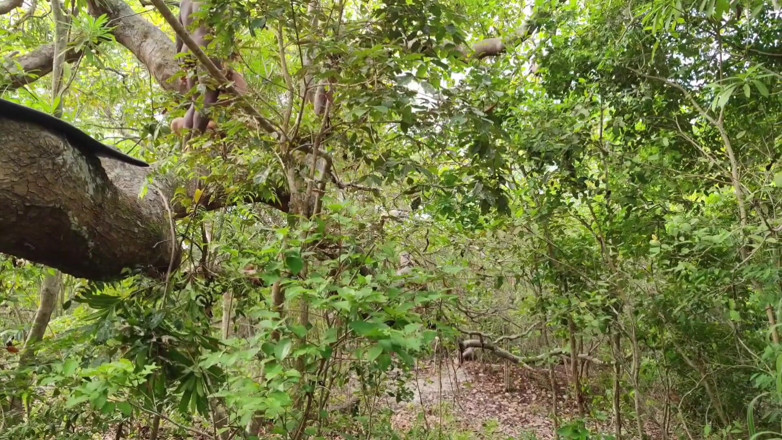 MARCIO BAIANO: Amico, L'ho Preso Nella Foresta E Ho Messo Il Cazzo...