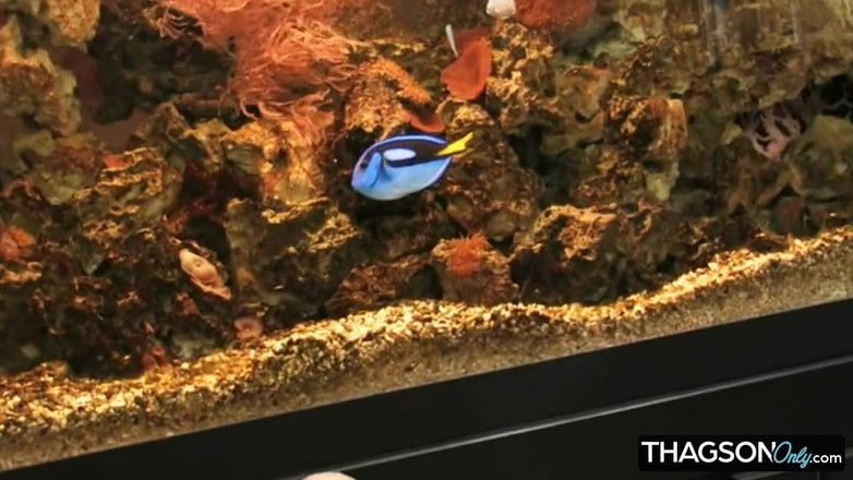 THAGSON ONLY: Verführerische brünette fingert ihre enge muschi bis zum orgasmus