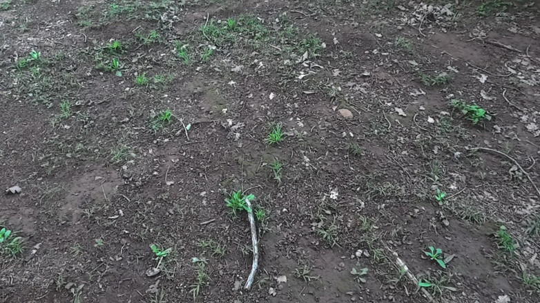 Black Swan: Het brandhout dat nooit thuis kwam