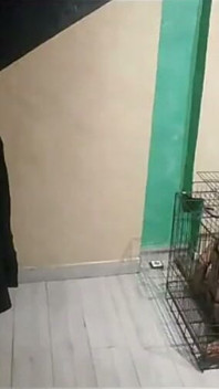 Venerând picioarele proprietarului meu 02